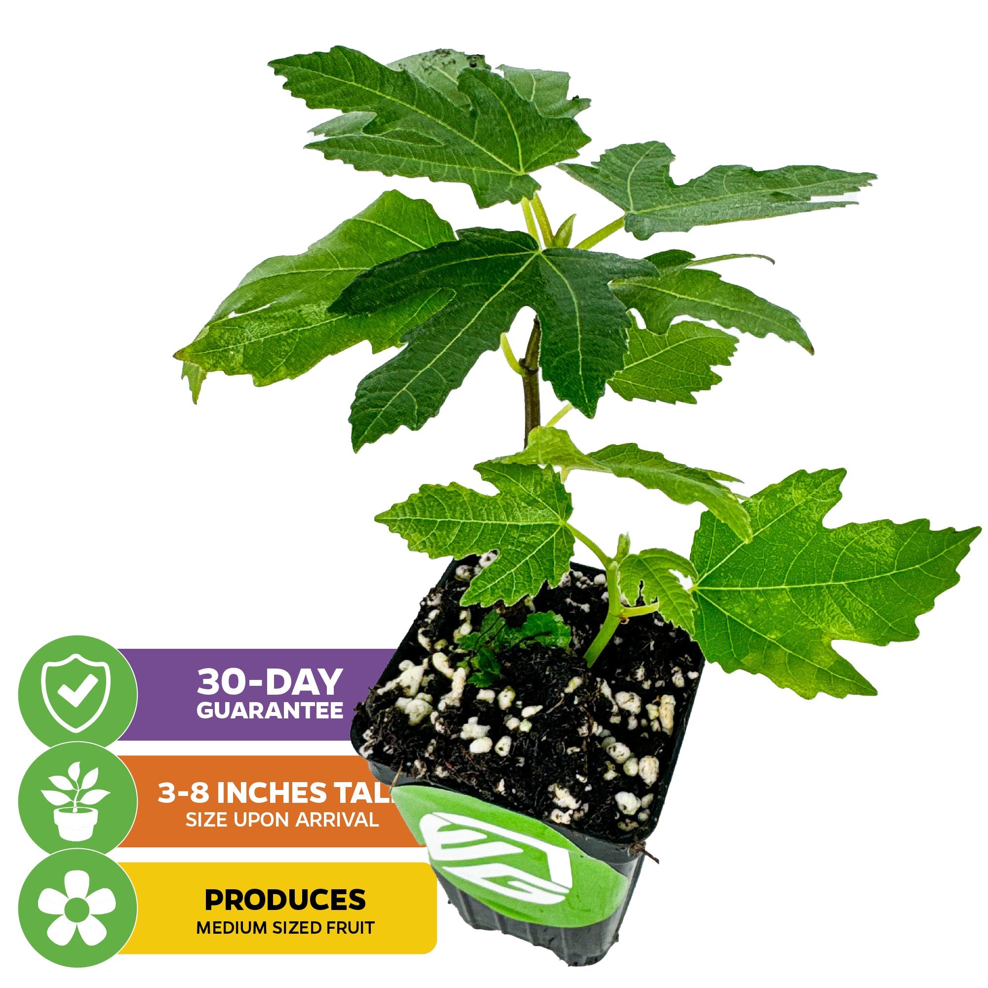 The Wellspring Gardens Letizia Fig (Ficus carica) arrives 3–8 inches tall in a black nursery pot with green leaves. Icons highlight its 30-day guarantee and that it produces medium, self-pollinating fruit.