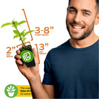 A smiling man in a blue shirt holds a Wellspring Gardens Issai Kiwi (Actinidia arguta) plant. The self-fertile hardy kiwi is 3–8" tall, 2" wide, with a 3"-high pot. A green plant icon and partial text are at the bottom left.