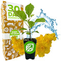 A small potted Yellow Tabebuia (Golden Trumpet Tree) by Wellspring Gardens sits before a 30-day guarantee box, with blue water splashes and bright yellow blossoms in the background. The pot displays a green VG logo.