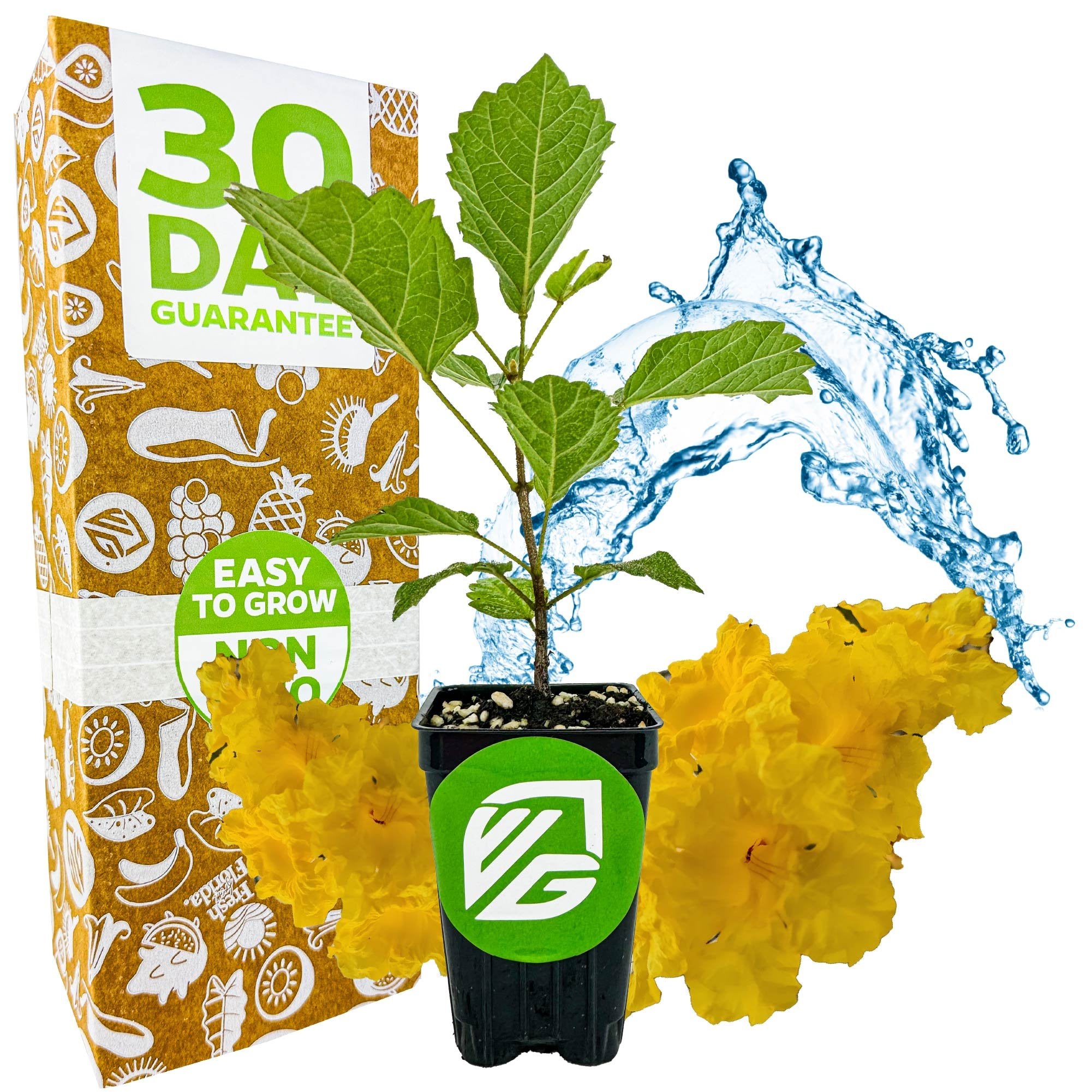A small potted Yellow Tabebuia (Golden Trumpet Tree) by Wellspring Gardens sits before a 30-day guarantee box, with blue water splashes and bright yellow blossoms in the background. The pot displays a green VG logo.