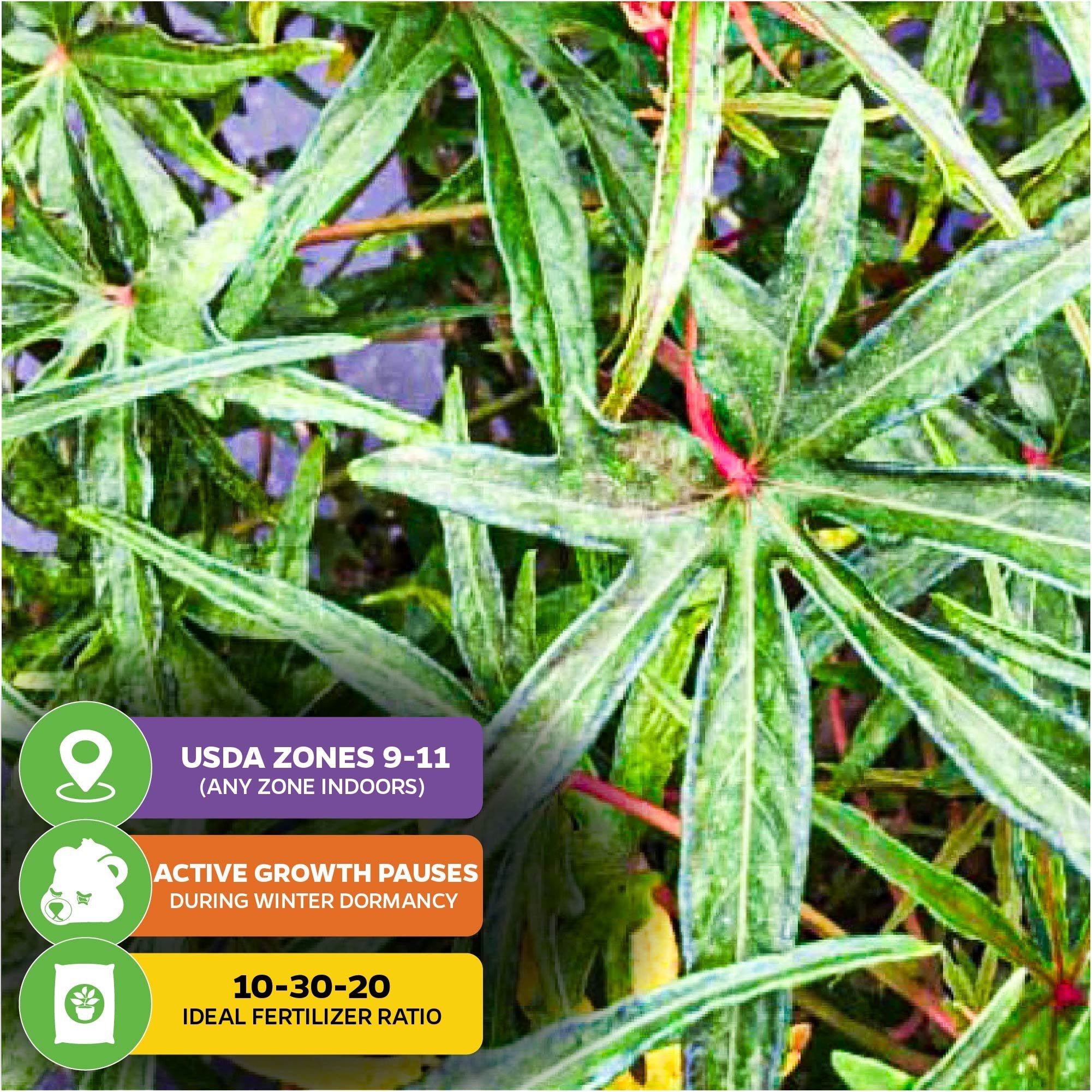 Close-up of green, narrow-lobed leaves with white powdery patches; icons show USDA zones 9-11. Chief Kubo's Prize South Sea Salad Bele Tree by Wellspring Gardens pauses growth in winter. Use 10-30-20 fertilizer ratio. Edible variety Abelmoschus manihot.