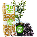 A Wellspring Gardens Jaboticaba (Myrciaria Plinia cauliflora) plant shows vibrant green leaves and dark purple fruits, including one opened. Next to it is a box marked 30 Day Guarantee, Easy to Grow, and Non GMO.