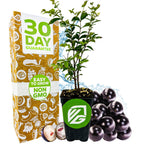 A Wellspring Gardens Jaboticaba (Myrciaria Plinia cauliflora) plant shows vibrant green leaves and dark purple fruits, including one opened. Next to it is a box marked 30 Day Guarantee, Easy to Grow, and Non GMO.