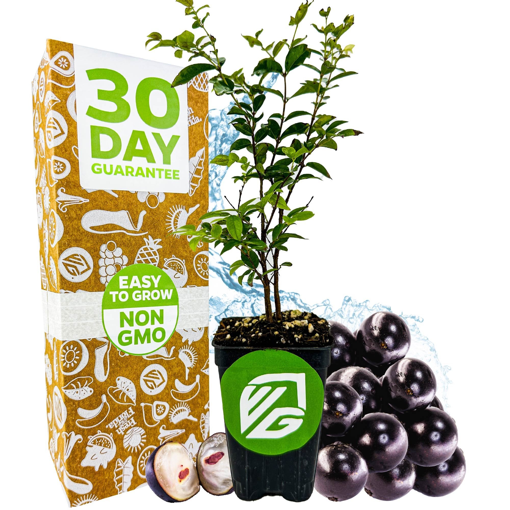 A Wellspring Gardens Jaboticaba (Myrciaria Plinia cauliflora) plant shows vibrant green leaves and dark purple fruits, including one opened. Next to it is a box marked 30 Day Guarantee, Easy to Grow, and Non GMO.