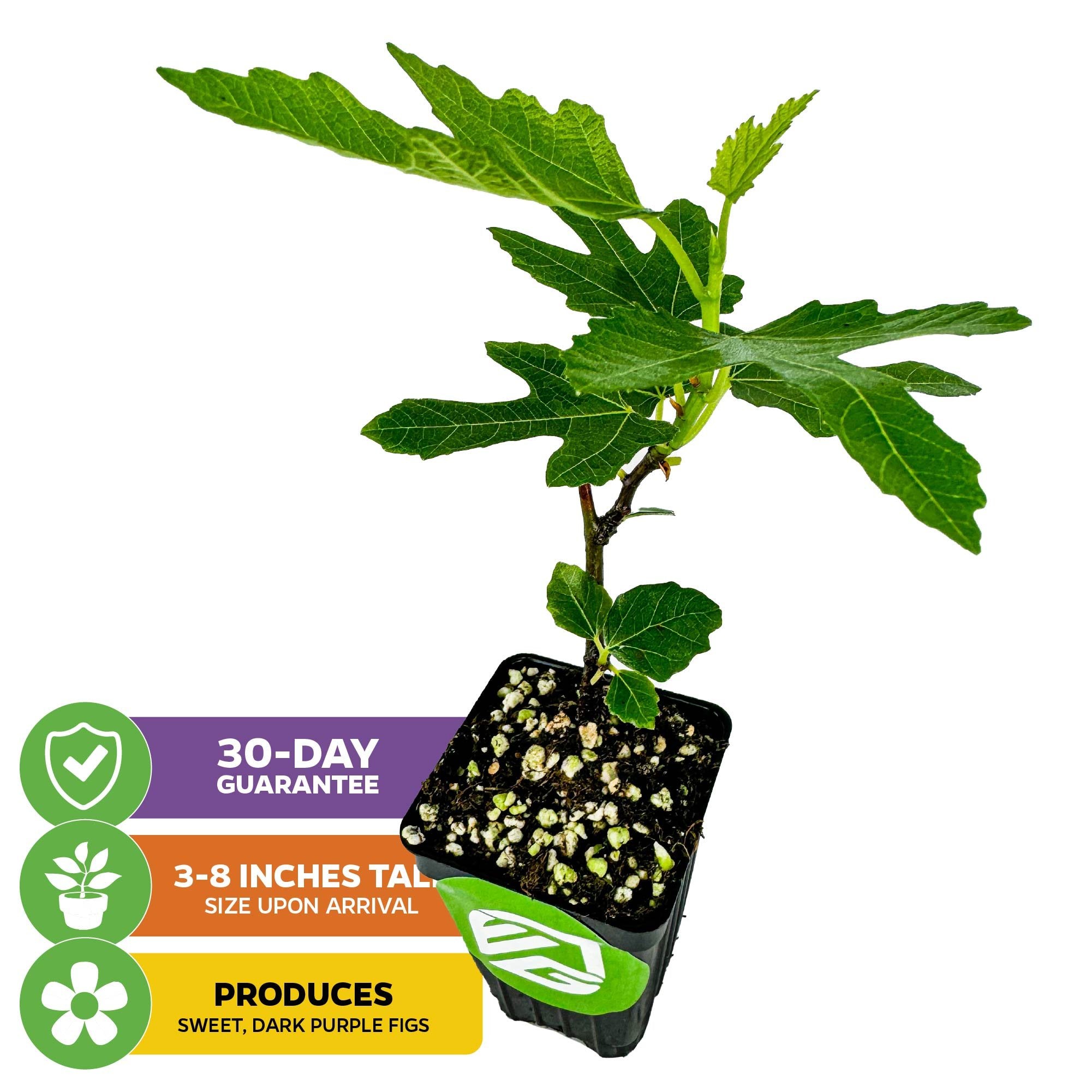 A Wellspring Gardens Beer's Black Fig (Dwarf Habit) – Ficus carica, with green leaves, is shown. Icons display a 30-day guarantee, 3–8 inch arrival height, and sweet dark purple figs as its fruit.