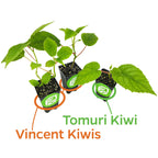 Wellspring Gardens Bundle: 3 dioecious kiwi plants (2 Vincent female, 1 Tomuri male), each with vibrant green leaves, arranged on a white background—females labeled in orange (left) and male in green (right).