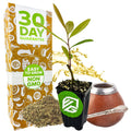 The Wellspring Gardens Yerba Mate (Ilex paraguariensis) kit includes a 30-day guarantee box labeled "Easy to Grow" and "Non GMO," a small potted plant, loose dried leaves, gourd with metal straw—perfect for enjoying energizing South American tea.