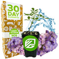 Eve's Necklace Tree (Texas Sophora) by Wellspring Gardens sits in a black pot before a gold box labeled "30 Day Guarantee" and "Easy to Grow." Purple flowers and water accents highlight this ideal native plant for your garden.