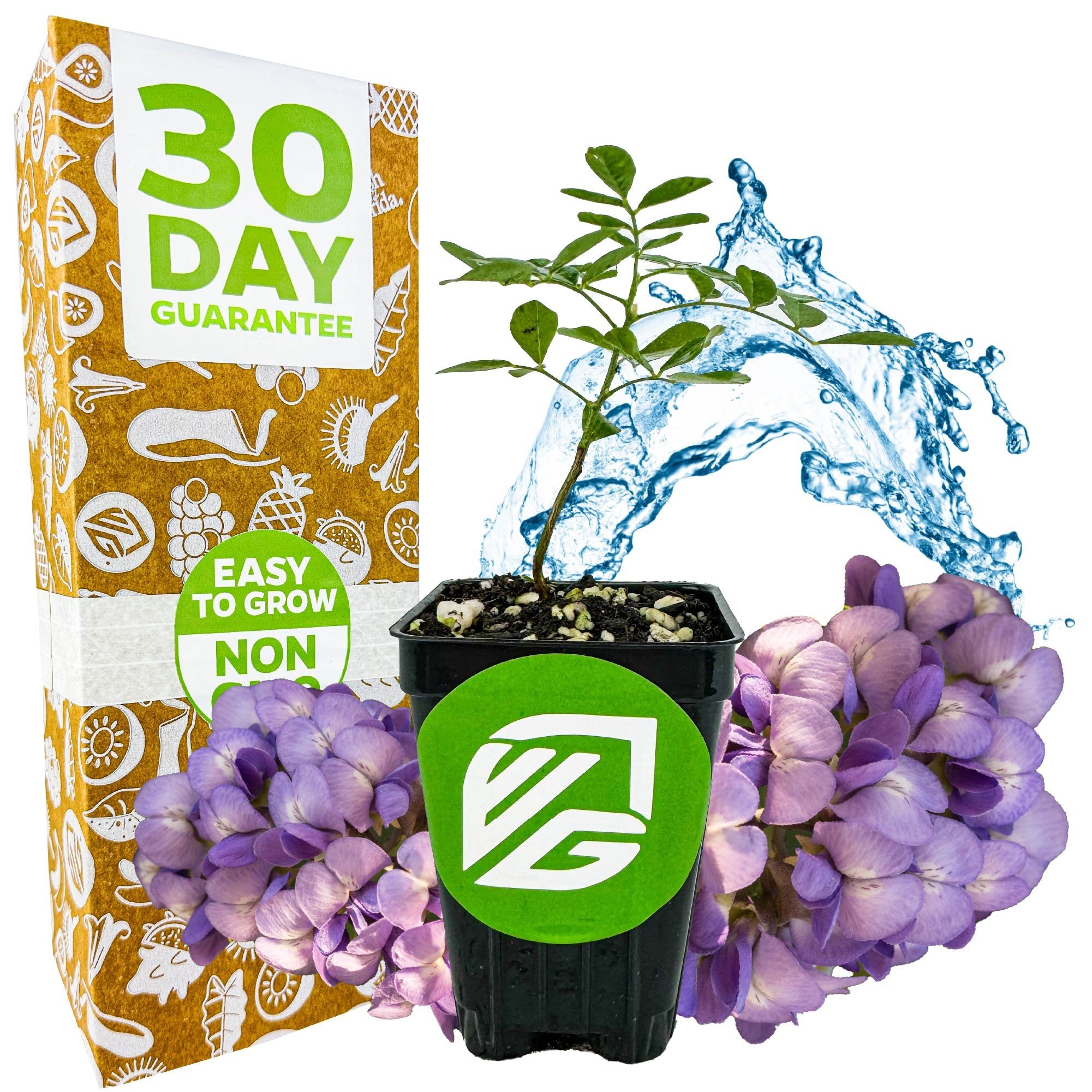 Eve's Necklace Tree (Texas Sophora) by Wellspring Gardens sits in a black pot before a gold box labeled "30 Day Guarantee" and "Easy to Grow." Purple flowers and water accents highlight this ideal native plant for your garden.