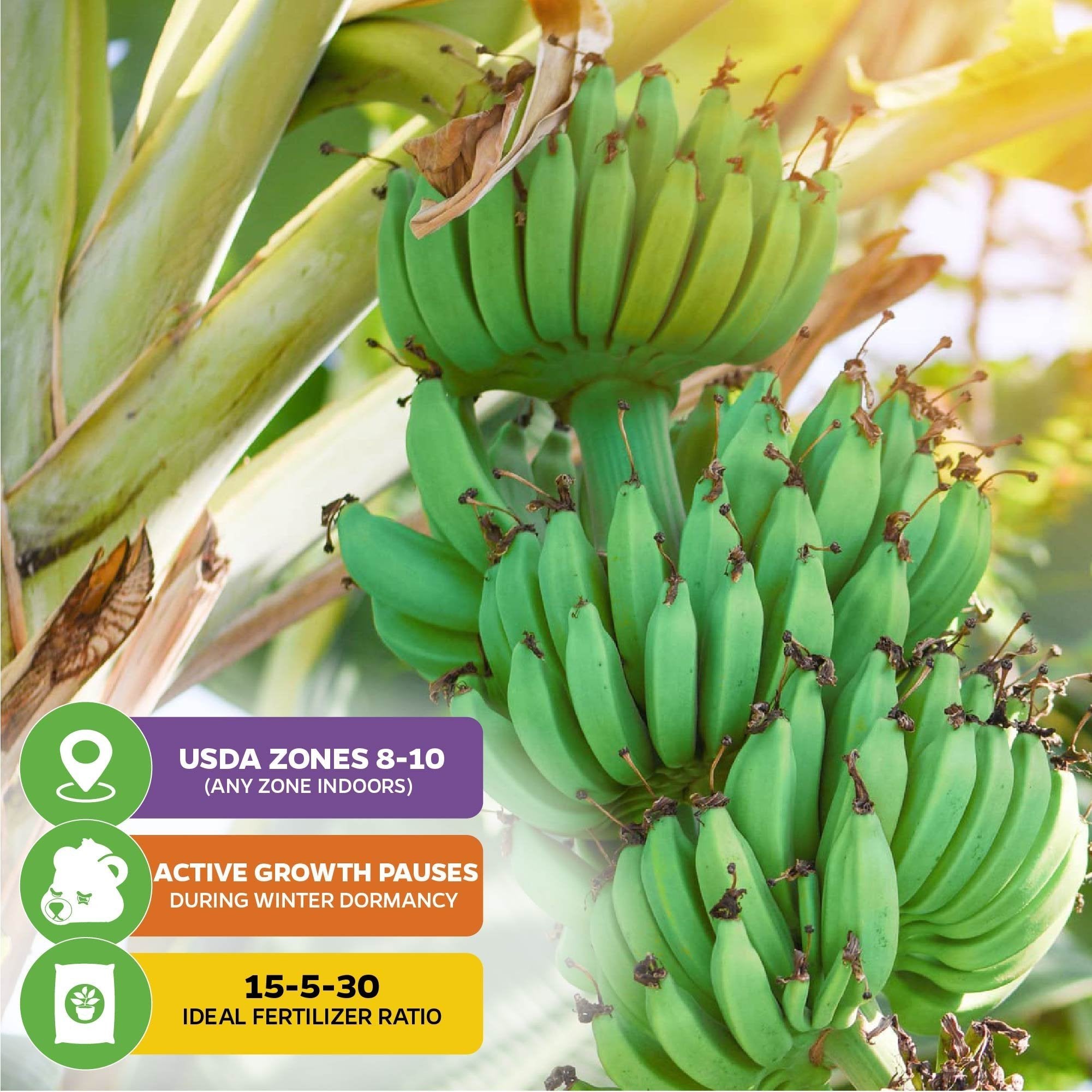 A close-up of clusters of unripe green Ice Cream Banana - Musa acuminata from Wellspring Gardens, with icons for USDA zones 8-10, winter growth pause, and a recommended 15-5-30 fertilizer ratio.