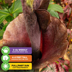 Close-up of a dark purple, trumpet-shaped Voodoo Lily (Amorphophallus konjac) from Wellspring Gardens with wavy edges. Icons show: water 3–4x weekly, grows 4–6 ft tall, needs full/part sun. Green leaves in the background.