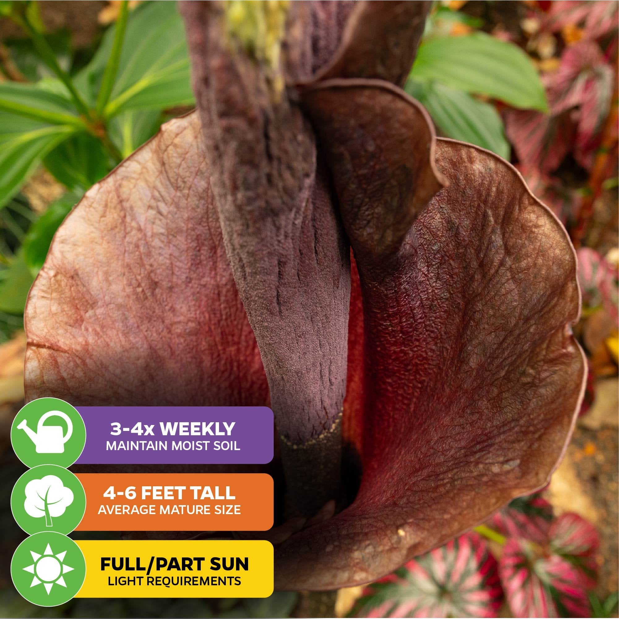 Close-up of a dark purple, trumpet-shaped Voodoo Lily (Amorphophallus konjac) from Wellspring Gardens with wavy edges. Icons show: water 3–4x weekly, grows 4–6 ft tall, needs full/part sun. Green leaves in the background.