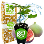 A Wellspring Gardens Letizia Fig (Ficus carica) potted plant sits in front of figs, with a 30 Day Guarantee box. This self-pollinating Italian heirloom is Non-GMO and easy to grow, with water splashes highlighting its appeal.