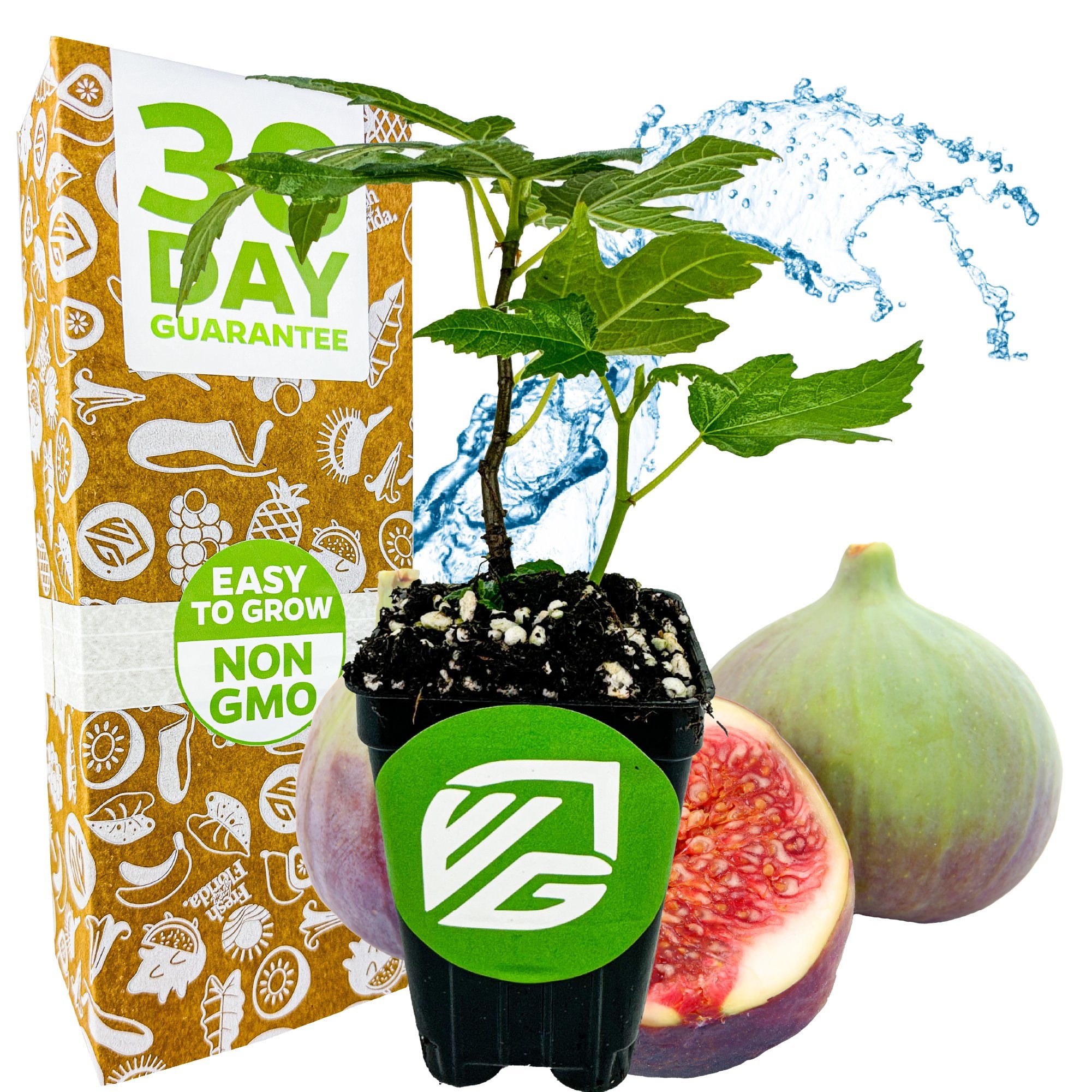 A Wellspring Gardens Letizia Fig (Ficus carica) potted plant sits in front of figs, with a 30 Day Guarantee box. This self-pollinating Italian heirloom is Non-GMO and easy to grow, with water splashes highlighting its appeal.