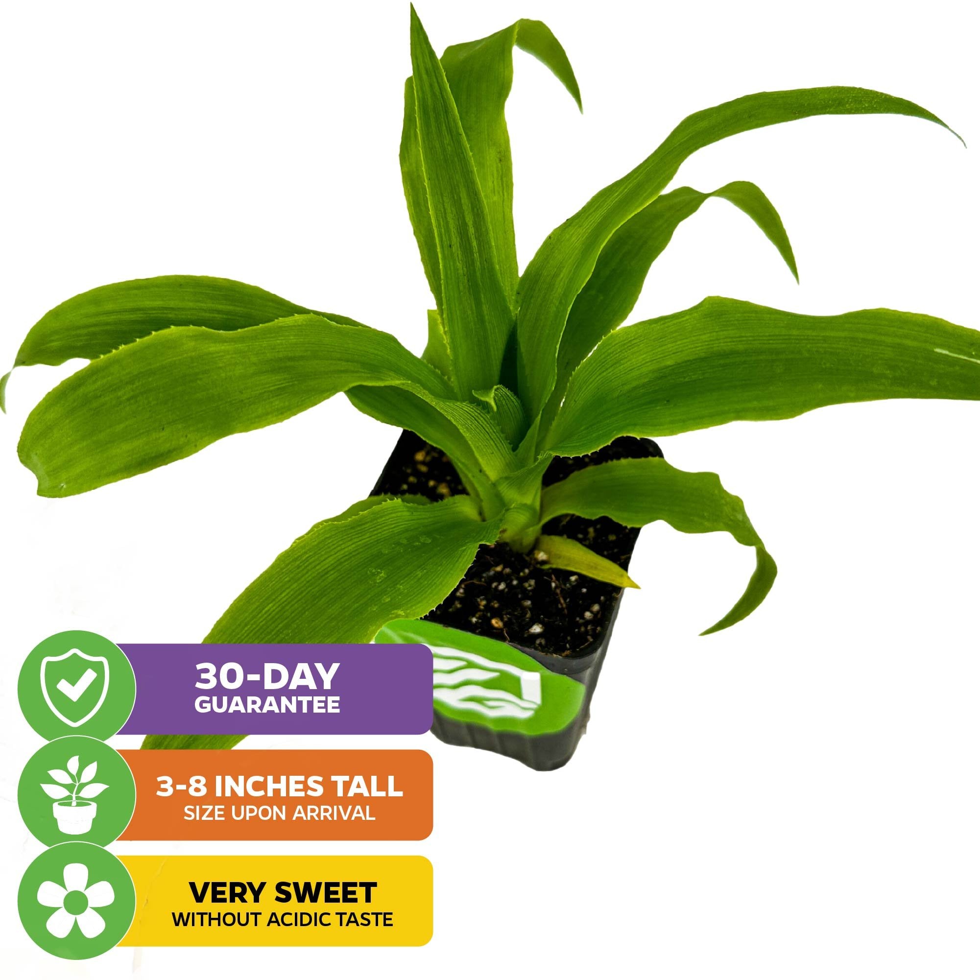 A small green Wellspring Gardens Elite Gold Pineapple (Ananas comosus) in a black pot, 3-8" tall on arrival, with very sweet, non-acidic fruit. Comes with a 30-day guarantee. Text displayed in colorful boxes.