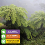 Wellspring Gardens’ Australian Tree Fern (Lacy Tree Fern) – Cyathea cooperi thrives in misty shade, needs watering 4-5x weekly, reaches 15–30 ft tall, and prefers full or partial shade. Lush fronds fill the foggy garden landscape.