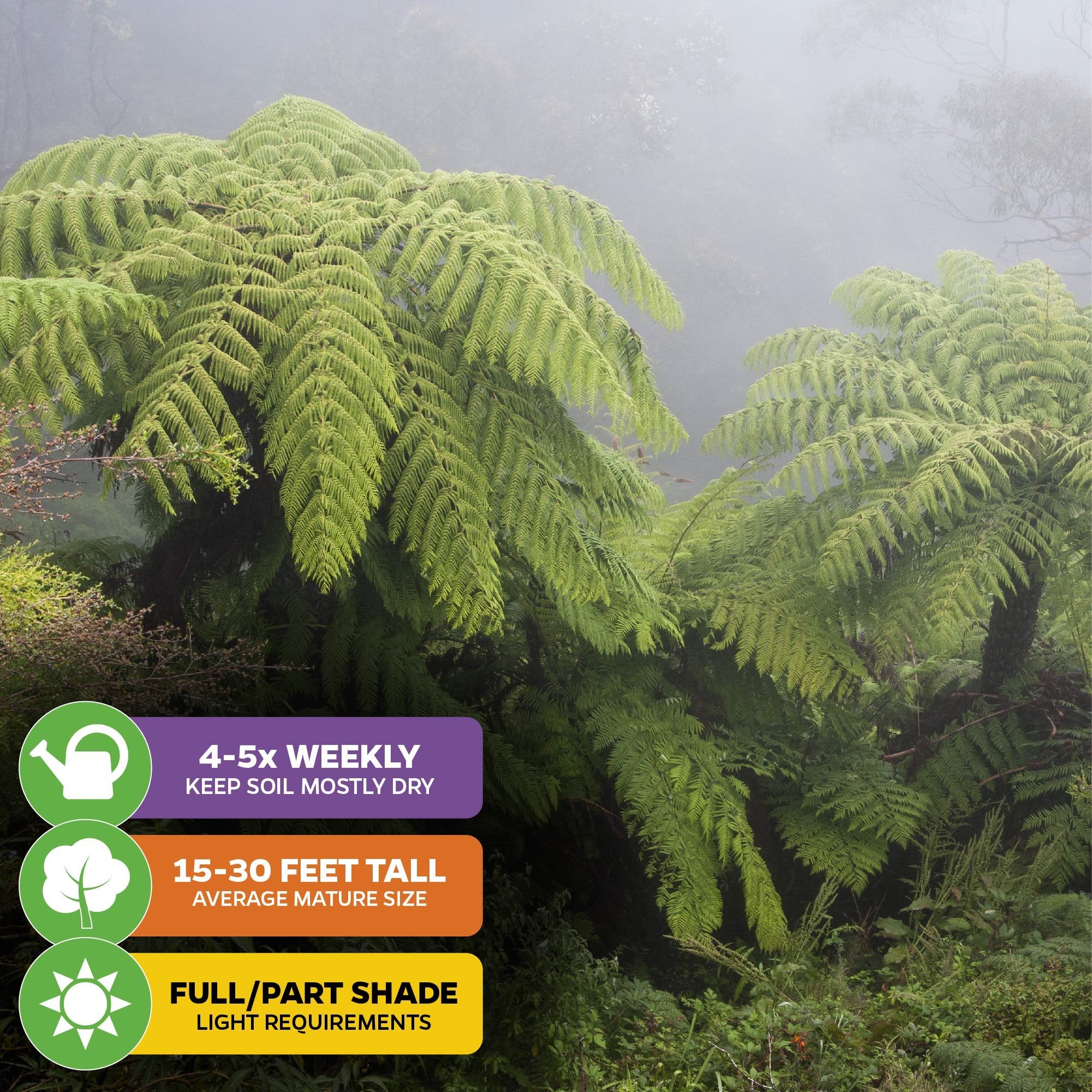 Wellspring Gardens’ Australian Tree Fern (Lacy Tree Fern) – Cyathea cooperi thrives in misty shade, needs watering 4-5x weekly, reaches 15–30 ft tall, and prefers full or partial shade. Lush fronds fill the foggy garden landscape.