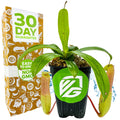A Wellspring Gardens Ventricosa Carnivorous Pitcher Plant (Nepenthes ventricosa) in a pot with a green logo stands next to a box labeled "30 Day Guarantee, Easy to Grow, Non-GMO," displaying two hanging pitchers.