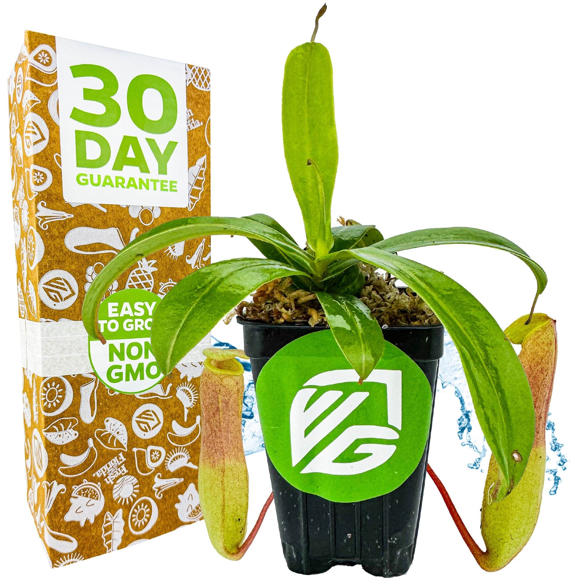 A Wellspring Gardens Ventricosa Carnivorous Pitcher Plant (Nepenthes ventricosa) in a pot with a green logo stands next to a box labeled "30 Day Guarantee, Easy to Grow, Non-GMO," displaying two hanging pitchers.
