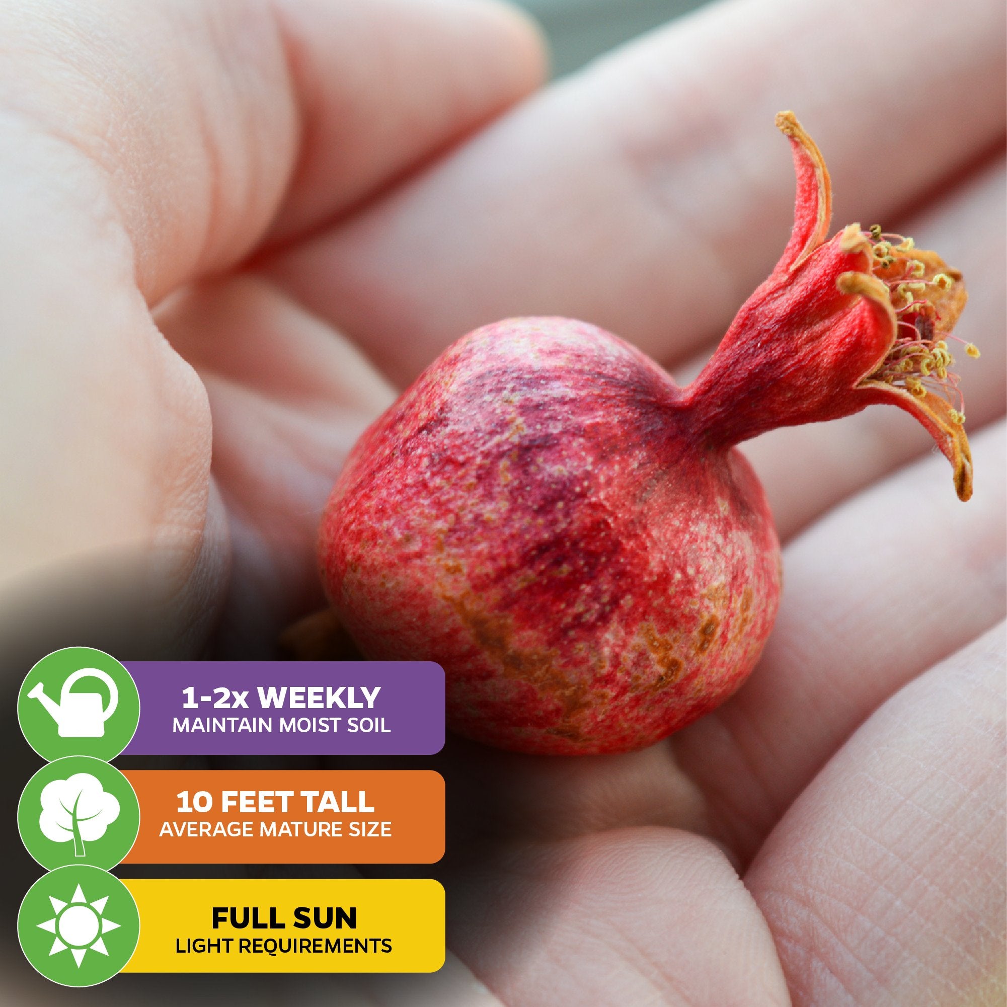 A hand holds a small, unripe Dwarf Pomegranate—Punica granatum by Wellspring Gardens. Info icons: water 1–2x/week, reaches 10 ft., needs full sun. Great houseplant or for tropical climates.