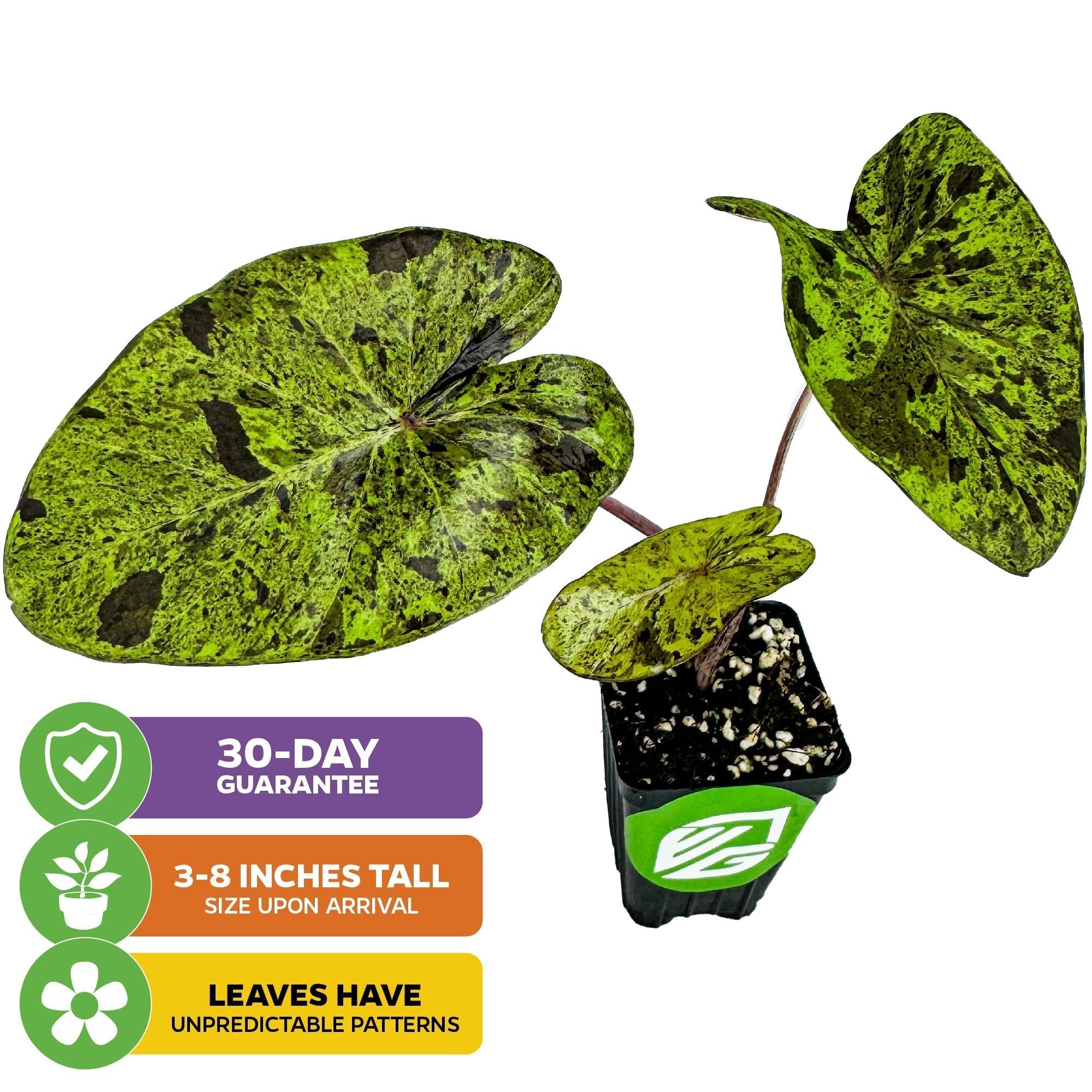 Mojito Elephant Ear PPAF - Colocasia esculenta – Wellspring Gardens