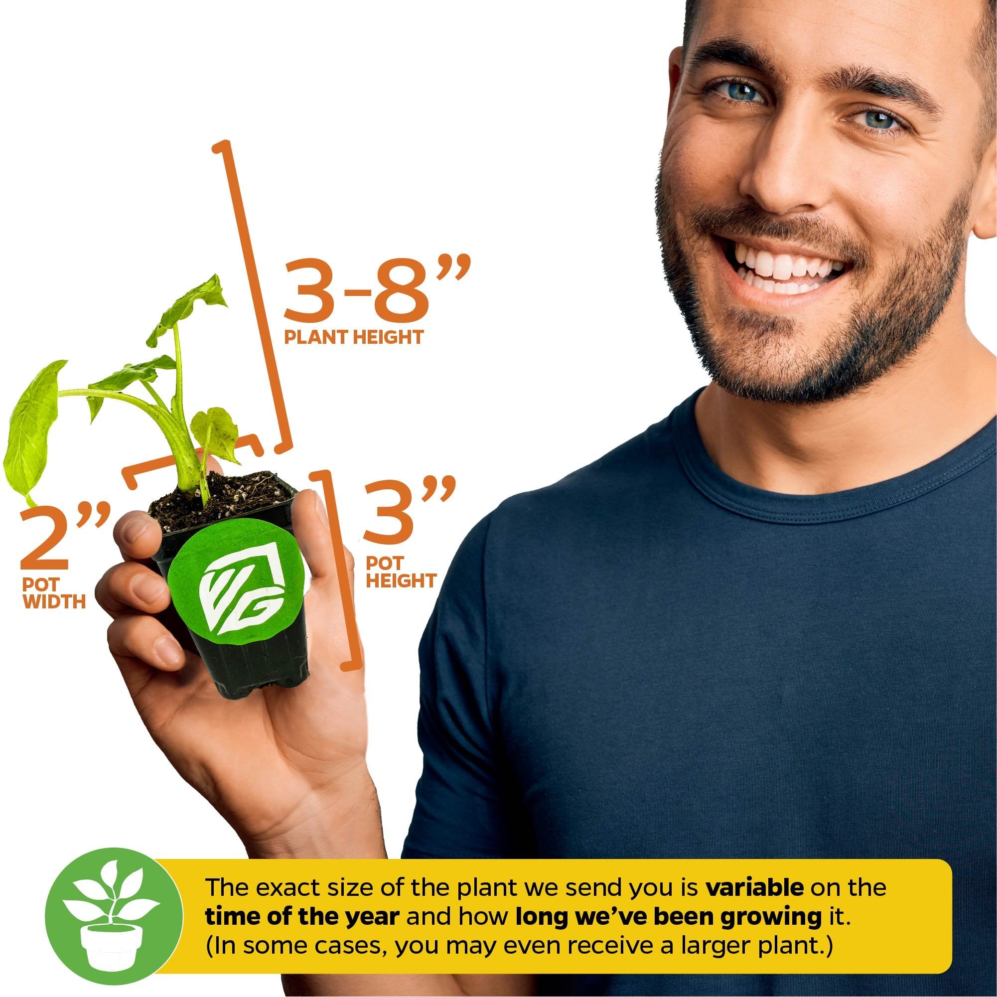 A smiling man holds a Wellspring Gardens California Elephant Ear (Alocasia gagaena), an elegant indoor patio plant with lush greenery 3–8 inches tall. Supplied in a 3-inch-tall by 2-inch-wide pot; size varies by season and growth time.