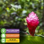 A vibrant Hot Pink Ginger (Alpinia purpurata) from Wellspring Gardens blooms outdoors with lush green foliage. Info labels show USDA zones 10b-11, winter dormancy, and recommend a 10-30-20 fertilizer for tropical flowers.
