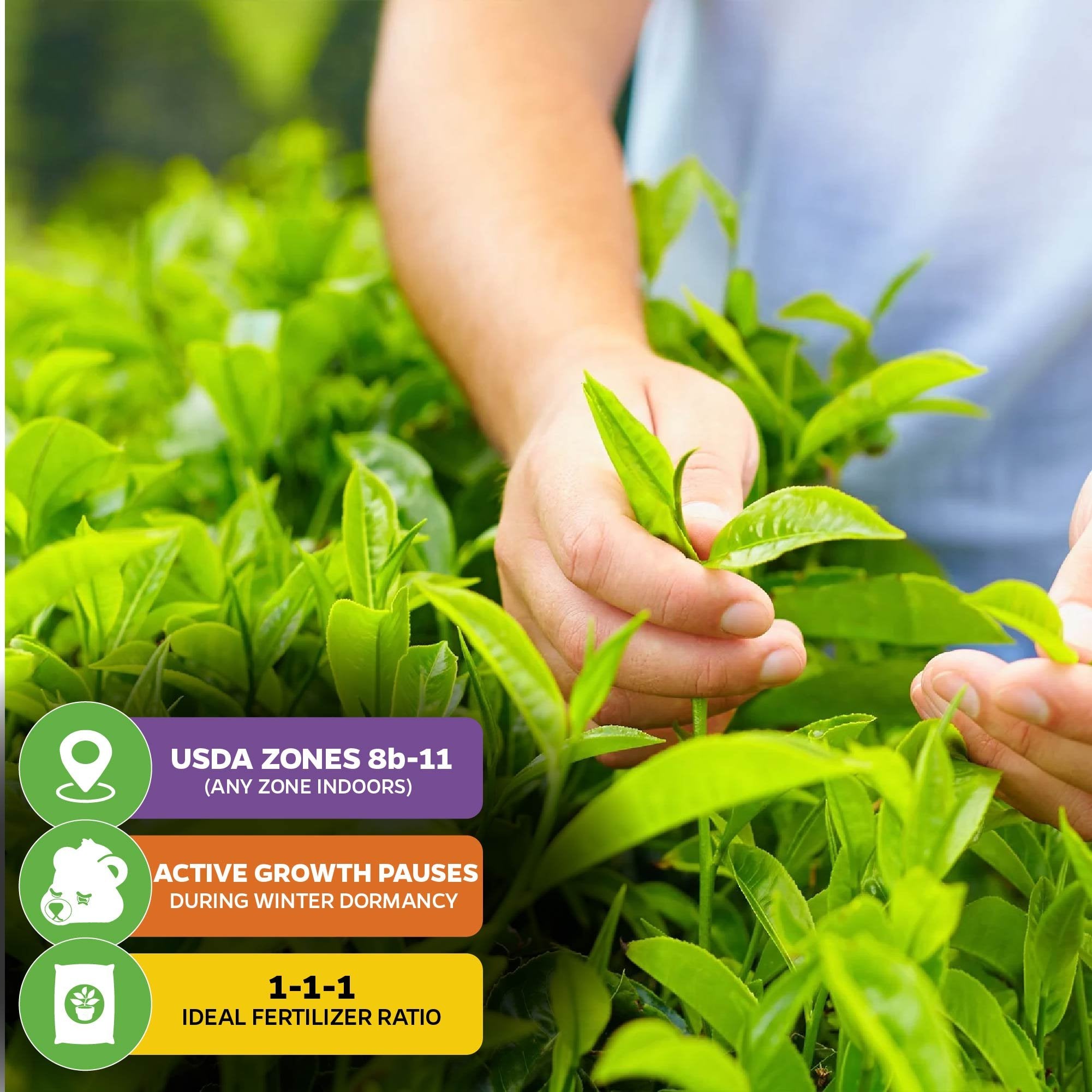 tea leaves fertilizer for plants Tea Plant (Green Tea)