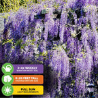 Wellspring Gardens’ Wisteria (Amethyst Falls) cascades beautifully in sunlight; water 3-4 times weekly, grows 8-20 ft tall, and thrives in full sun for optimal growth.