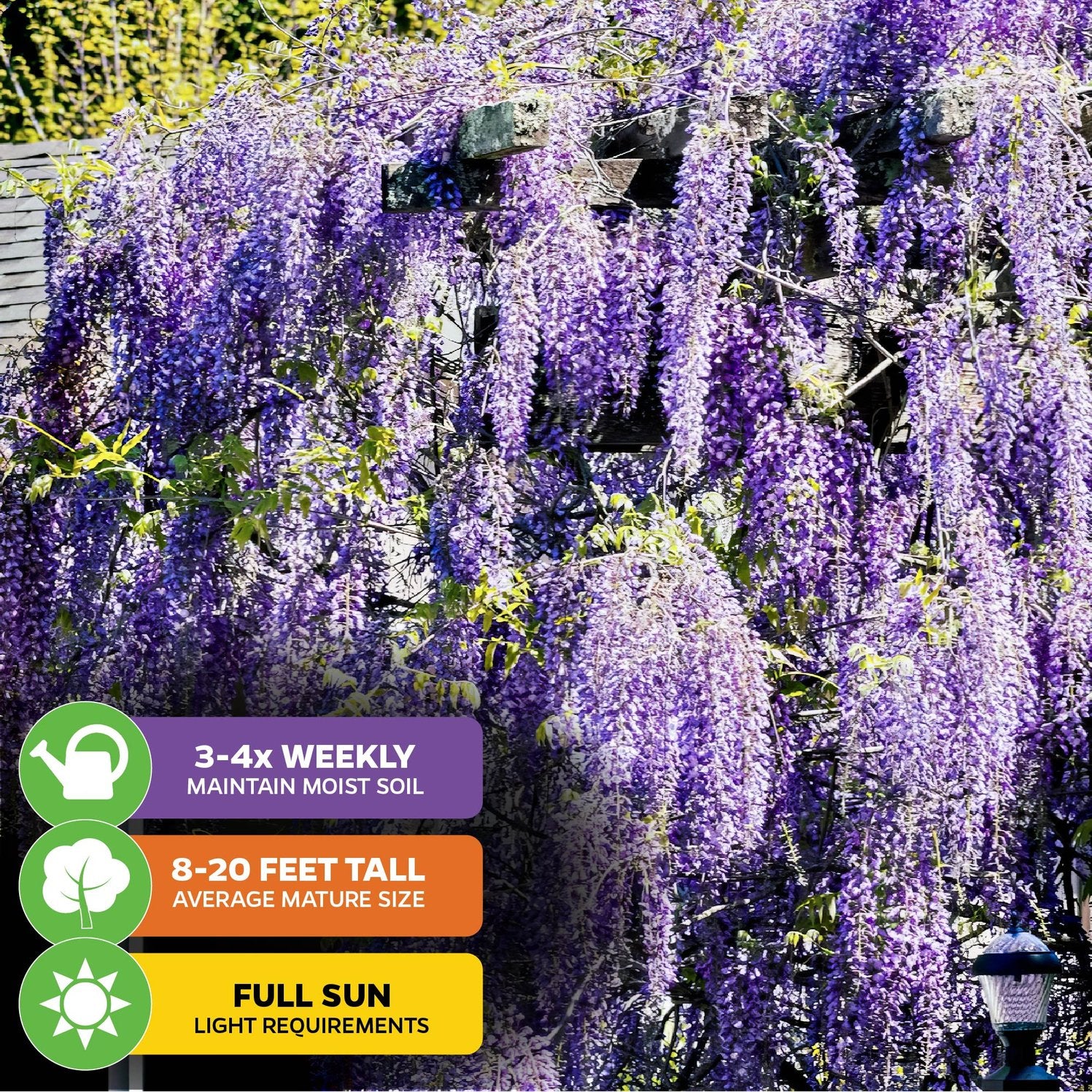 Wellspring Gardens’ Wisteria (Amethyst Falls) cascades beautifully in sunlight; water 3-4 times weekly, grows 8-20 ft tall, and thrives in full sun for optimal growth.