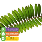 A single green leaflet of the Coontie Palm Cycad (Florida Arrowroot) – Zamia integrifolia by Wellspring Gardens. Icons show: USDA zones 8–11 (indoors), winter dormancy, ideal 8-2-12 fertilizer, and Florida native plant.