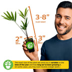 A smiling man holds a Wellspring Gardens Coontie Palm Cycad (Florida Arrowroot) - Zamia integrifolia in a 2-inch wide, 3-inch tall pot; plant stands 3–8 inches. Size may vary by season and growth time.