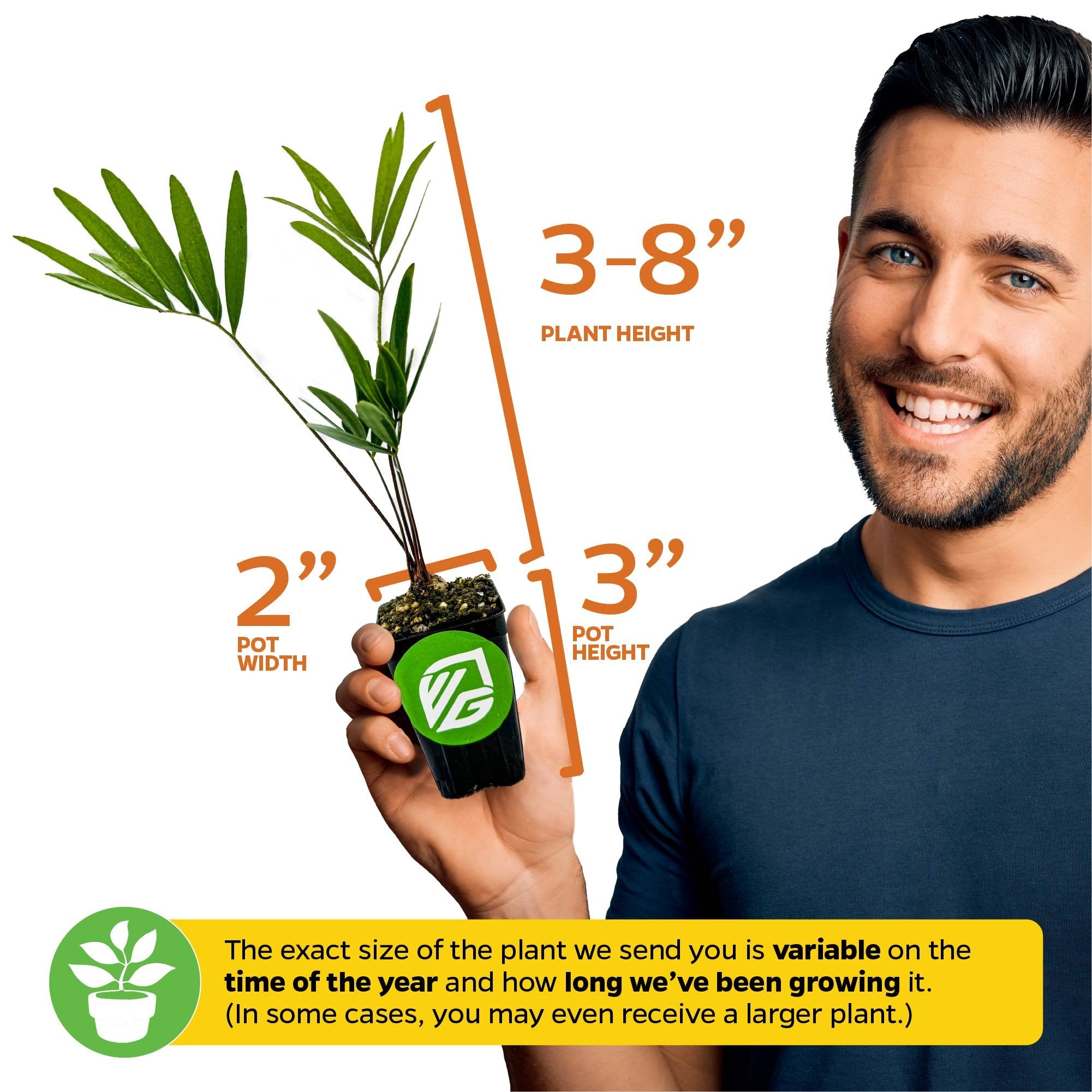 A smiling man holds a Wellspring Gardens Coontie Palm Cycad (Florida Arrowroot) - Zamia integrifolia in a 2-inch wide, 3-inch tall pot; plant stands 3–8 inches. Size may vary by season and growth time.