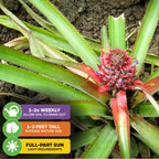 A Wellspring Gardens Florida Special Pineapple (Ananas comosus) plant with a small golden fruit grows in soil. Care icons: water 1–2x/week, grows 1–3 ft tall, needs full to part sun.