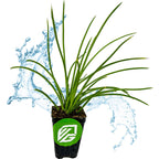 The Gemini Agave (Agave Geminiflora) from Wellspring Gardens, a drought-tolerant green indoor plant in a small black pot with a green logo, stands out against a white background accented by a blue water splash graphic.
