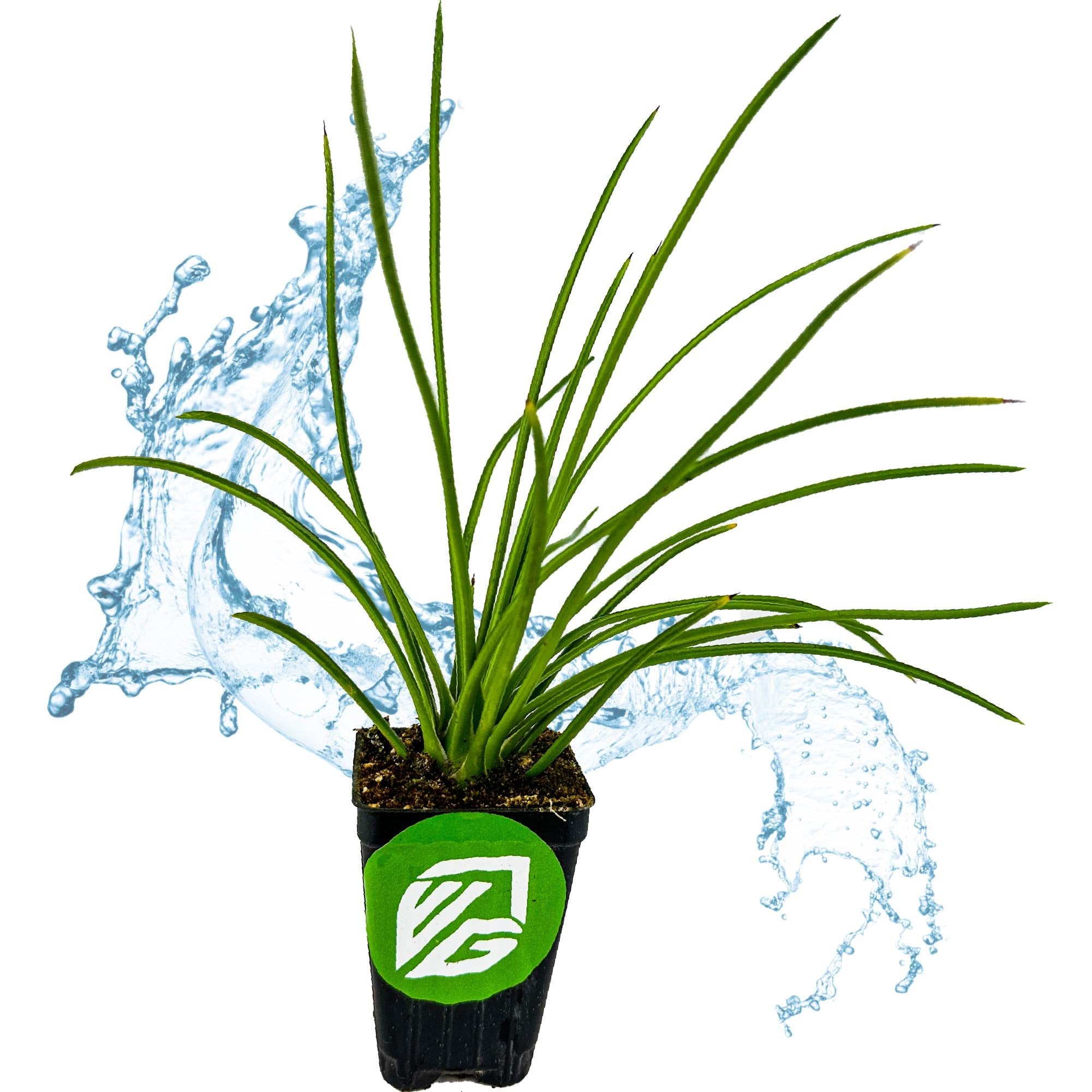 The Gemini Agave (Agave Geminiflora) from Wellspring Gardens, a drought-tolerant green indoor plant in a small black pot with a green logo, stands out against a white background accented by a blue water splash graphic.