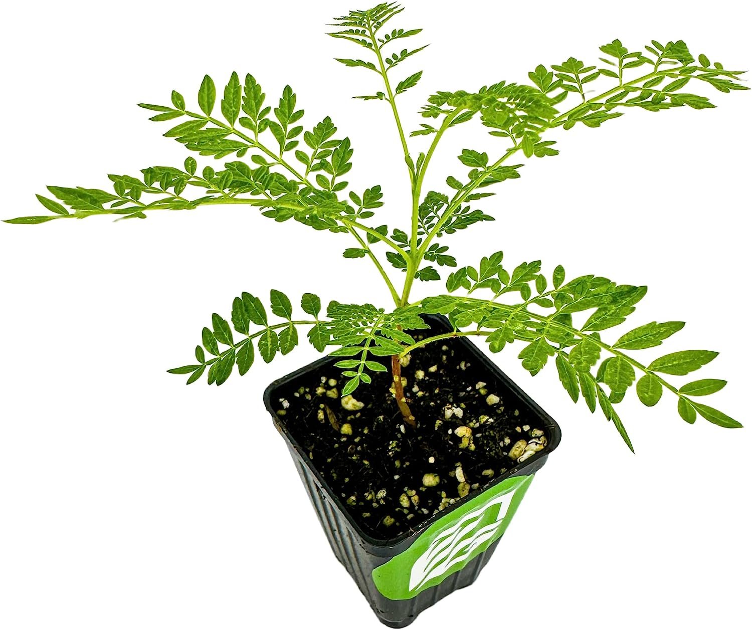 Jacaranda Tree - Jacaranda mimosifolia