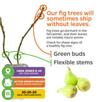 Infographic of Ischia Fig Tree - Ficus carica by Wellspring Gardens shows bare branches, figs, and explains trees may ship leafless due to dormancy. Healthy trees have green buds, flexible stems. Includes USDA zone tips, growth cycles, and fertilizer advice.
