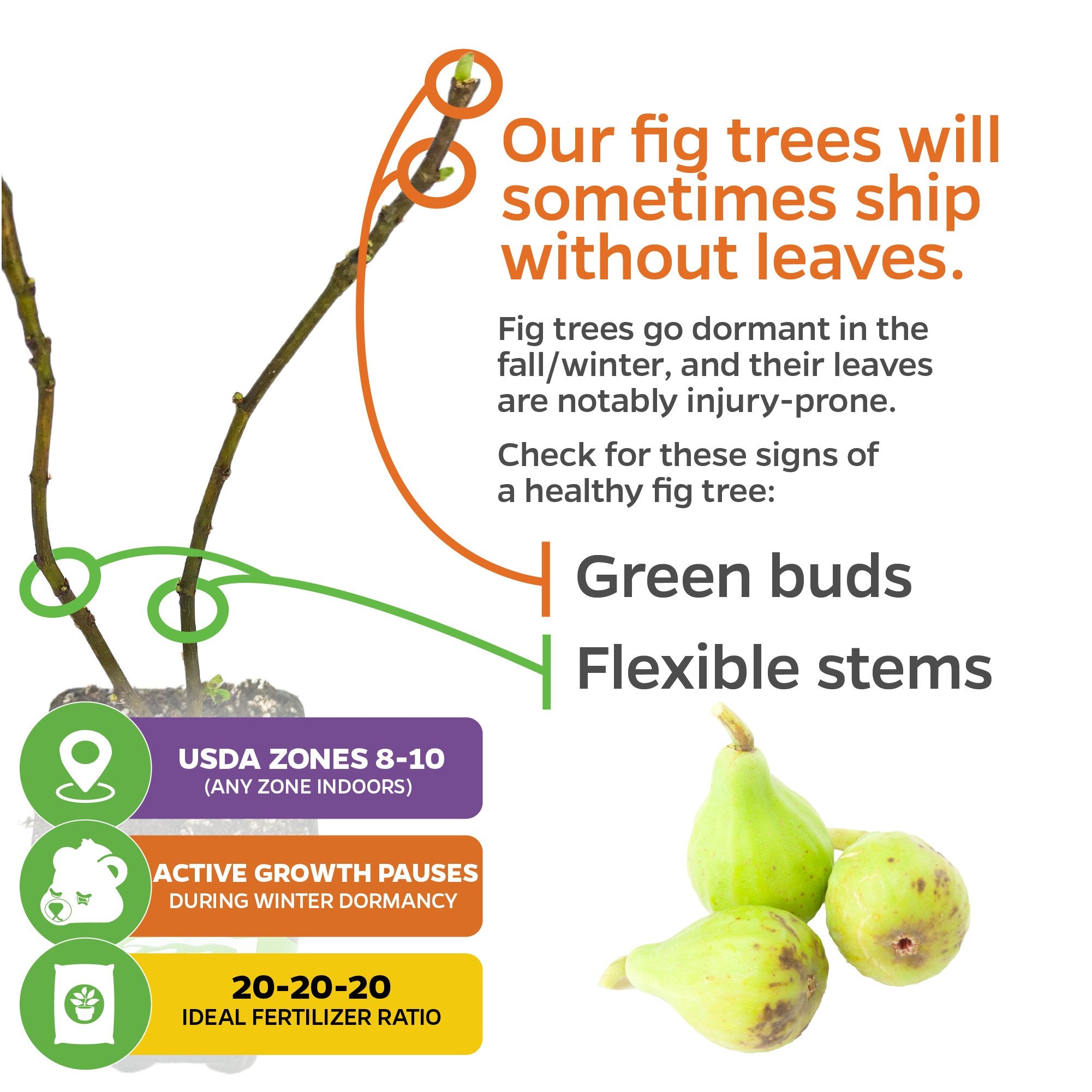 Infographic of Ischia Fig Tree - Ficus carica by Wellspring Gardens shows bare branches, figs, and explains trees may ship leafless due to dormancy. Healthy trees have green buds, flexible stems. Includes USDA zone tips, growth cycles, and fertilizer advice.
