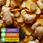 Wellspring Gardens' Ginger (Common Cooking Variety) - Zingiber officinale: fresh rhizomes and sliced pieces. Water 3-4 times weekly, grows 3-4 ft tall, thrives in full to partial shade—ideal for container home gardening.