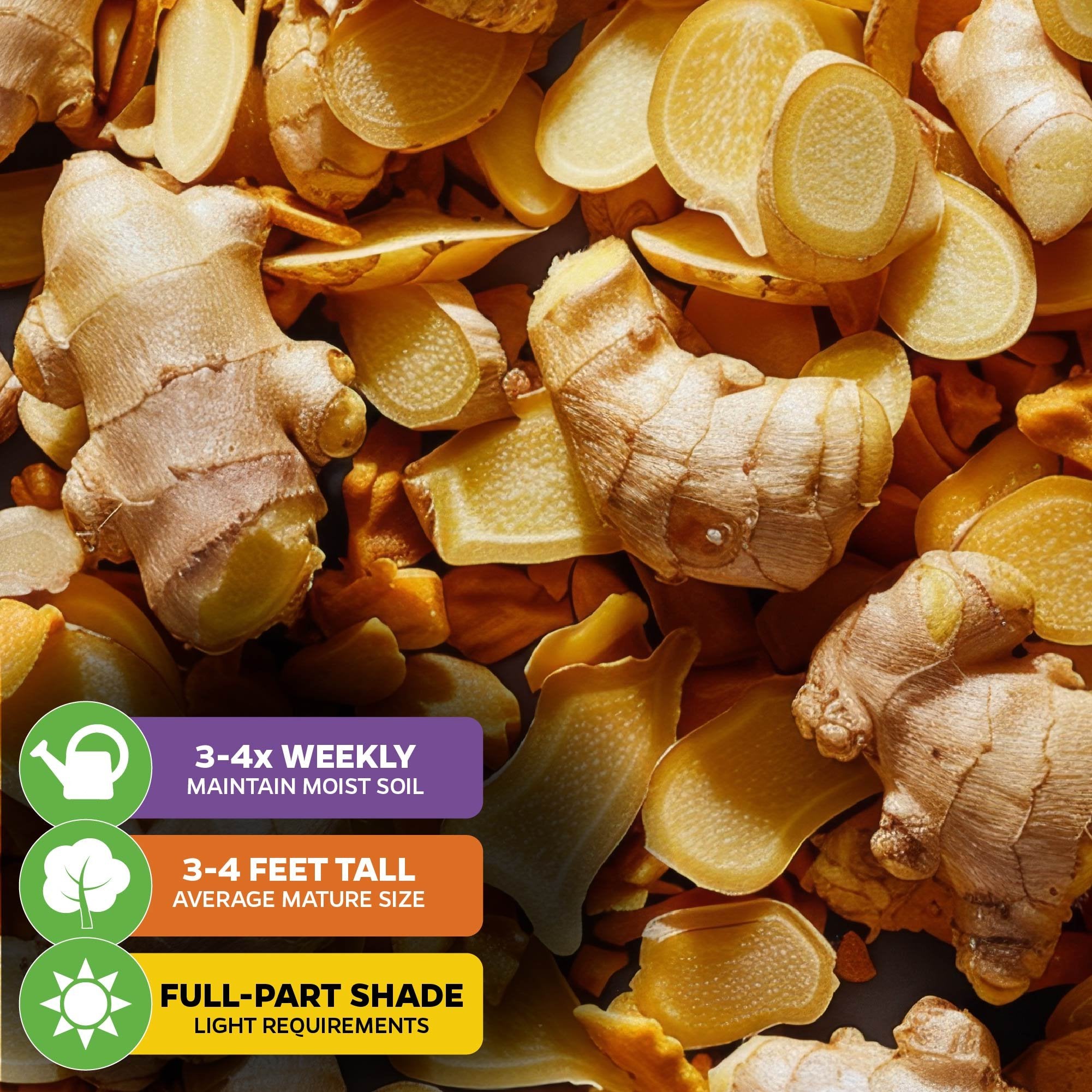 Wellspring Gardens' Ginger (Common Cooking Variety) - Zingiber officinale: fresh rhizomes and sliced pieces. Water 3-4 times weekly, grows 3-4 ft tall, thrives in full to partial shade—ideal for container home gardening.