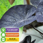 Close-up of Wellspring Gardens’ Black Ripple Elephant Ear (Puckered Up) - Colocasia with dark purple leaves and water droplets. Text shows USDA Zone 8-11, winter dormancy for growth, and 20-10-20 fertilizer ratio.