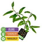 The Sirenevyi Pomegranate (Punica granatum) by Wellspring Gardens arrives 3-8 inches tall in a small black pot. It comes with a 30-day guarantee and is renowned for its large pink/red fruits—ideal for container growing.