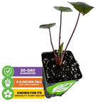 The Wellspring Gardens Black Ripple Elephant Ear (Puckered Up) features broad, heart-shaped green leaves on long stems, arrives 3–8 inches tall, adapts to wet or dry conditions, and comes with a 30-day guarantee.
