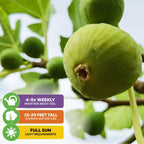 Close-up of Wellspring Gardens' Lattarula Honey Fig (Italian Honey) - Ficus carica, green figs on the tree. Infographics: water 4–5x/week, grows 15–20 ft tall, self-pollinating, needs full sun.
