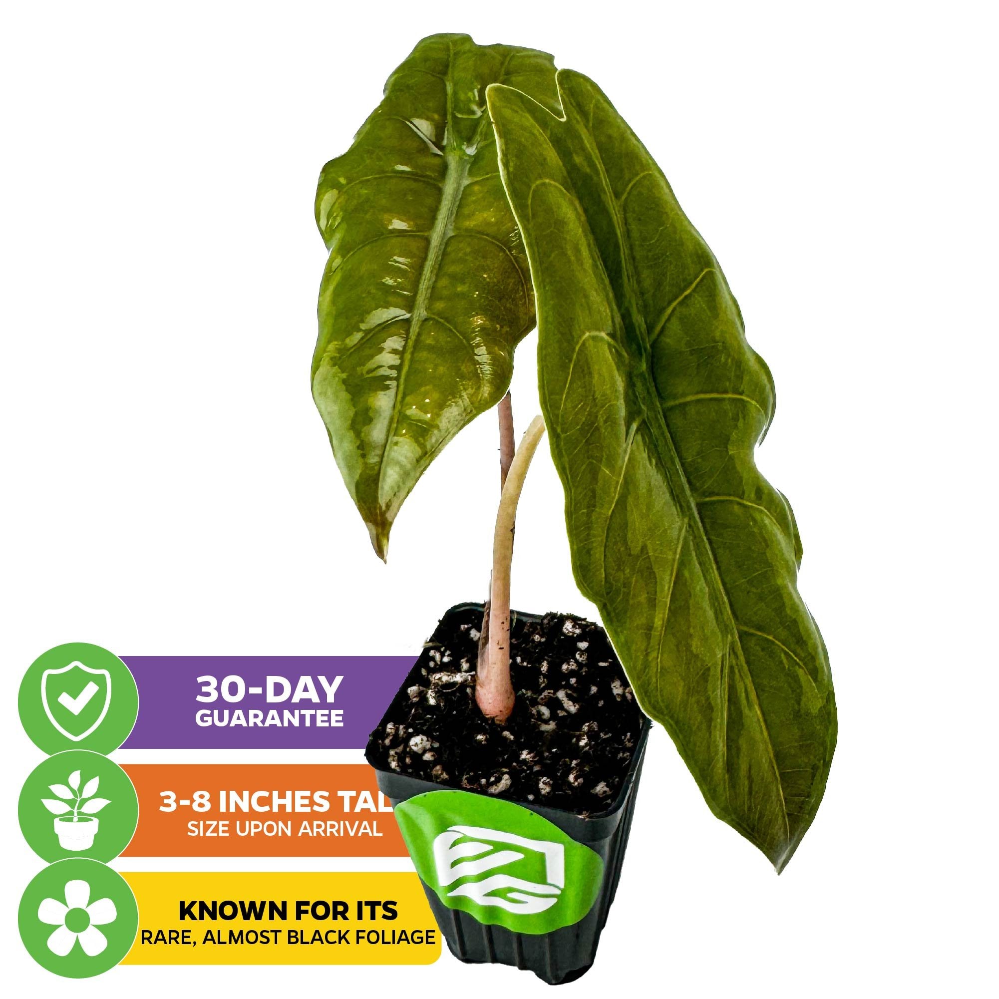 Wellspring Gardens' Chantrieri Elephant Ear (Alocasia x chantrieri): arrives potted, 3-8” tall, with two dark green leaves. Rare for its almost black foliage. Includes a 30-day guarantee.