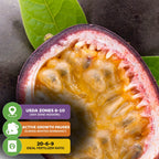A close-up of a halved Purple Possum Passion Fruit (Passiflora edulis) from Wellspring Gardens shows yellow pulp and seeds on green leaves, with info graphics about USDA zones 8–10, winter dormancy, and 20-6-9 fertilizer.