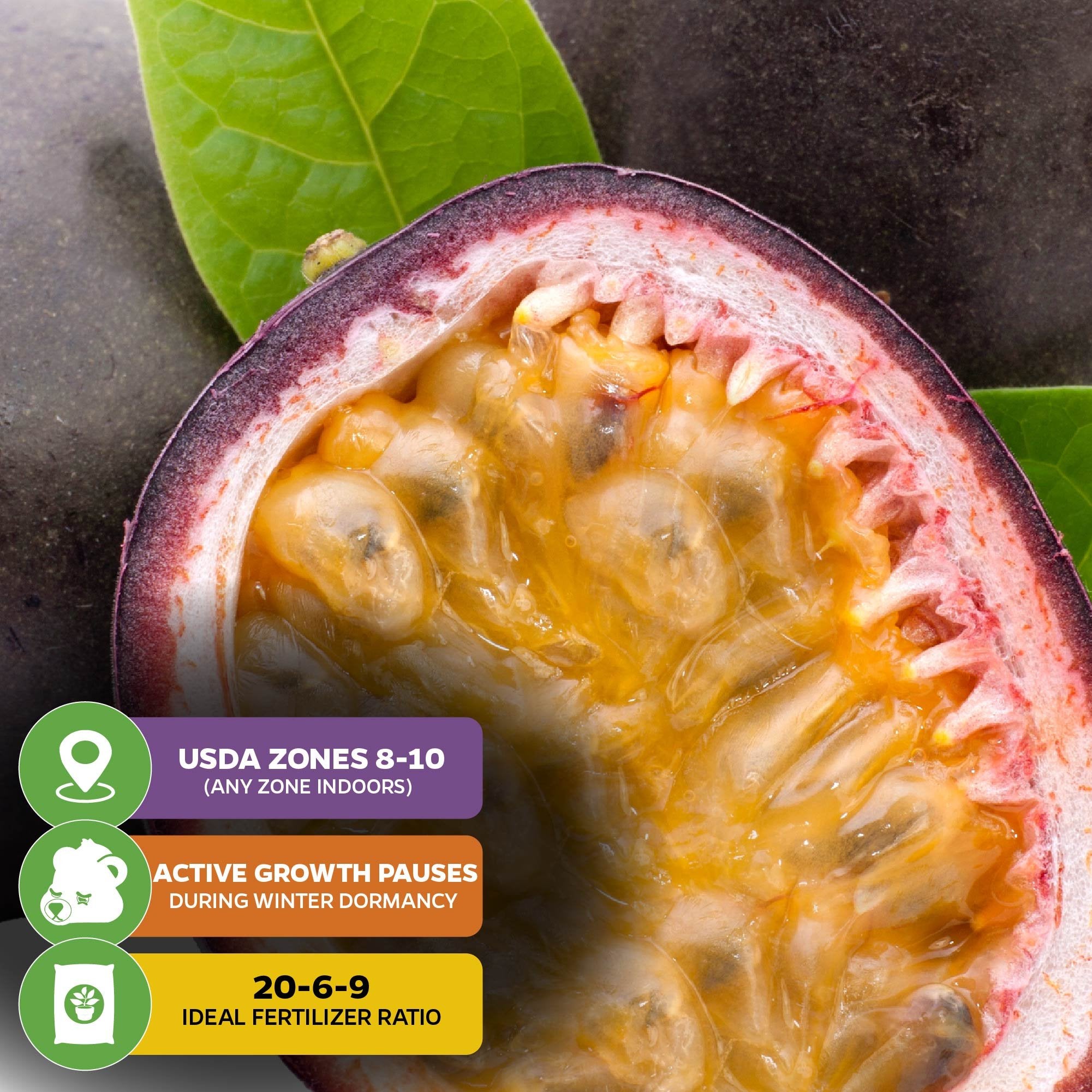 A close-up of a halved Purple Possum Passion Fruit (Passiflora edulis) from Wellspring Gardens shows yellow pulp and seeds on green leaves, with info graphics about USDA zones 8–10, winter dormancy, and 20-6-9 fertilizer.