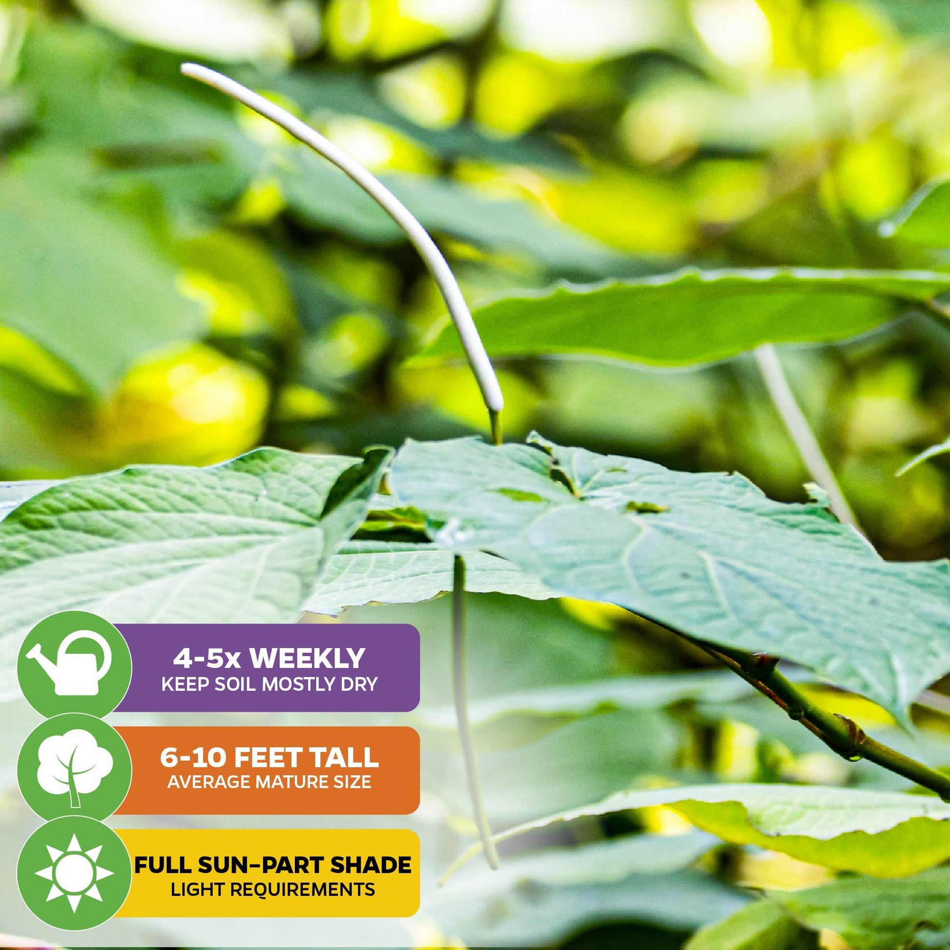 Mexican Pepperleaf (Hoja Santa Root Beer Leaf Plant) - Piper auritum