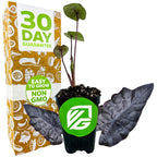 The Wellspring Gardens Black Ripple Elephant Ear (Puckered Up) – Colocasia, with its dark green and purple leaves, is shown before a box labeled "30 Day Guarantee" and "Easy to Grow Non GMO," with two large leaves beside the pot.